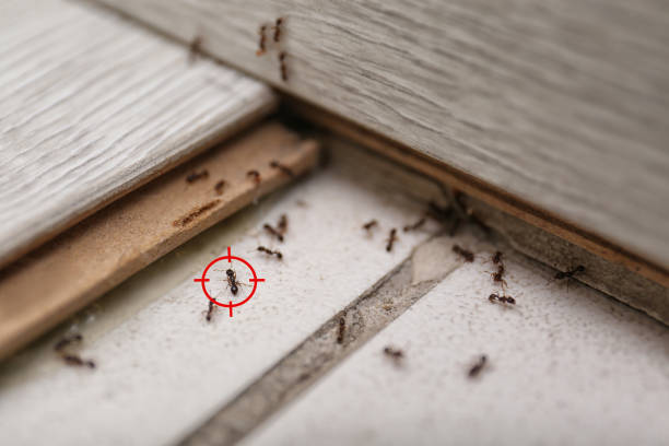 Reliable Yoakum, TX Pest Control Solutions
