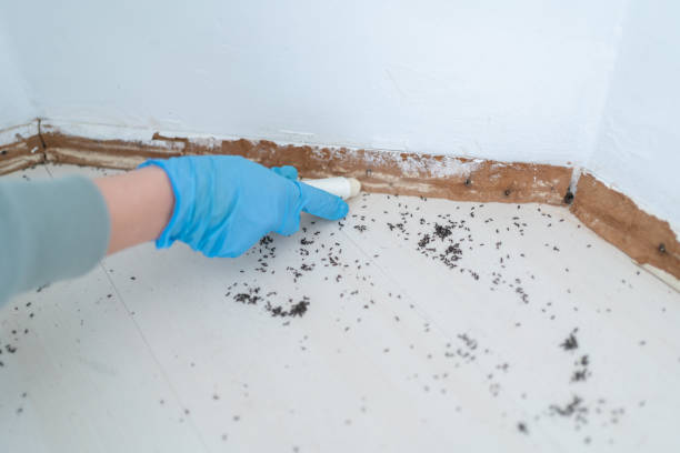 Best Affordable Pest Control Services  in Yoakum, TX